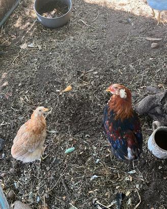 Araucana