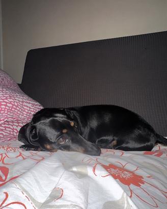 Affido cane bassotto