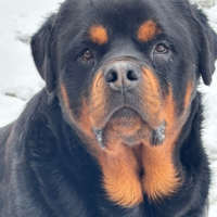 Rottwailer per monta