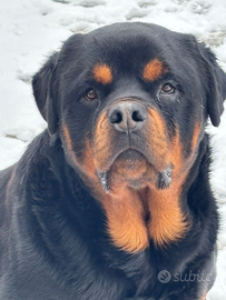 Rottwailer per monta