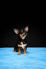 Chihuahua