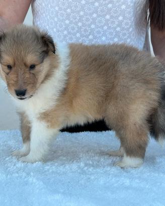 Cuccioli di pastore scozzese con pedigree