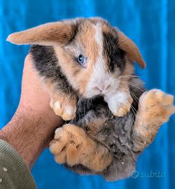 Coniglietti nani Testa d'ariete