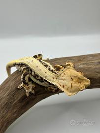 Geco ciliatus lilly white