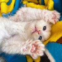 Cucciola incrocio Maine Coon