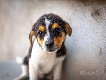 Cucciola Jack Russel pinscher