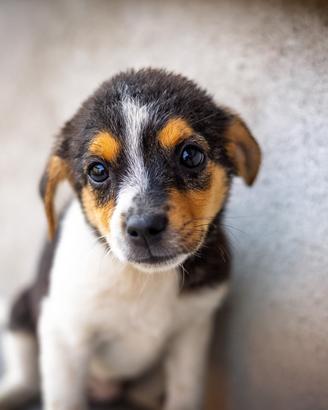 Cucciola Jack Russel pinscher