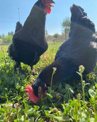 Galline Marans