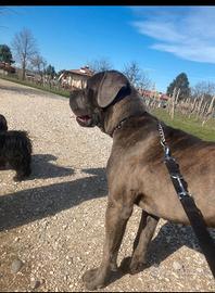 Cane corso