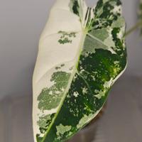 alocasia Frydek albo variegata 