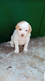 Cuccioli mix springer spaniel