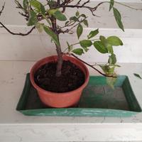 Prebonsai prunus