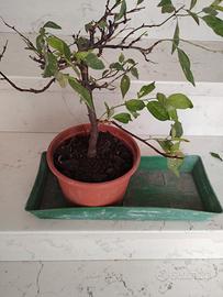 Prebonsai prunus