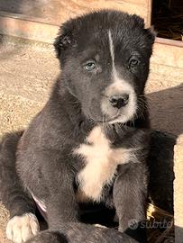 Pastore Asia centrale