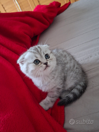 Scottish Fold Straight