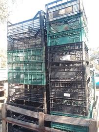 cassette frutta e verdura