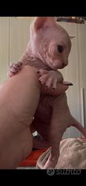 Sphinx Gatto Nudo Cucciolo