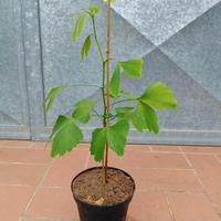 Pianta Gingko biloba h 30 - 40 cm in vaso