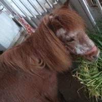 Poni cueta adatta a bimbi