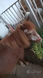 Poni cueta adatta a bimbi