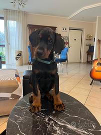 Dobermann