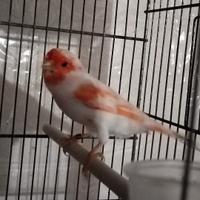 Canarini rosso mosaico