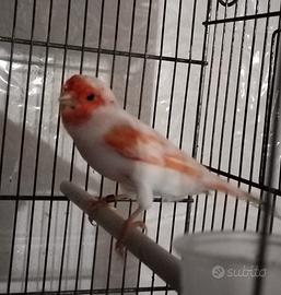 Canarini rosso mosaico