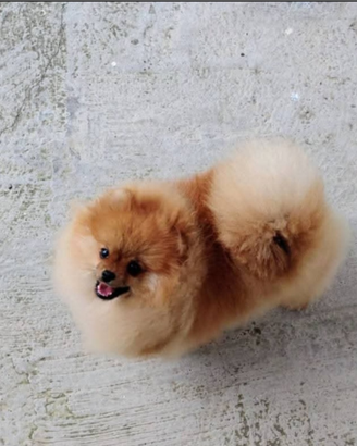 Spitz tedesco nano