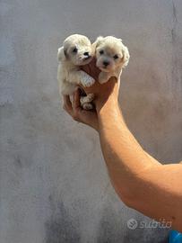 Maltese mini toy linea coreana