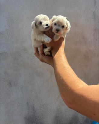 Maltese mini toy linea coreana
