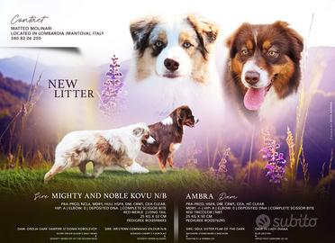 Cucciolata in arrivo pastore australiano pedigree