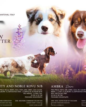 Cucciolata in arrivo pastore australiano pedigree