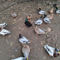 Anatre nane call duck