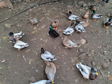 Anatre nane call duck