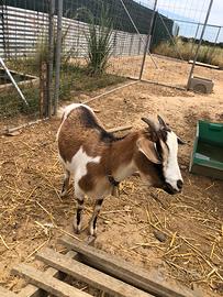 Capra tibetana