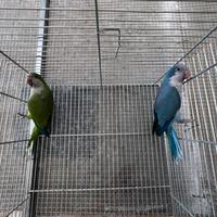 Coppia parrocchetto monaco