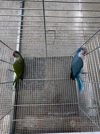 Coppia parrocchetto monaco