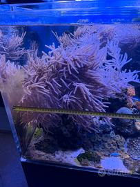 Colonia madre corallo gorgonia rosa