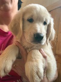 Cuccioli di golden Retriever