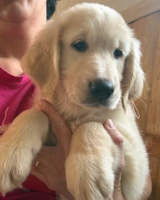 Cuccioli di golden Retriever