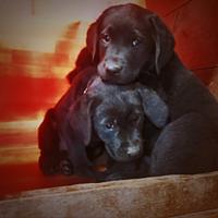 Ultimi cuccioli di Labrador con Pedigree