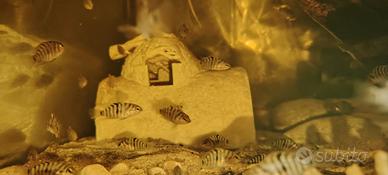 Acqua dolce ciclidi nigrofasciatum 3/4 cm