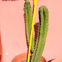 pianta grassa polaskia 