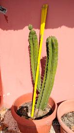 pianta grassa polaskia 