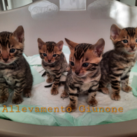 Gatti bengala Cuccioli Gatto Bengala Cucciolo