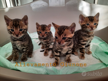 Gatti bengala Cuccioli Gatto Bengala Cucciolo