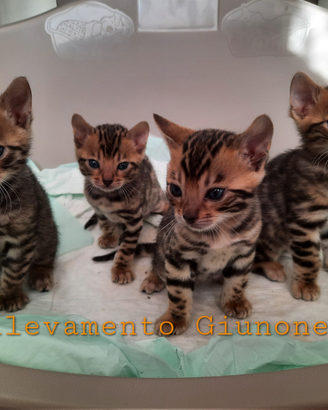 Gatti bengala Cuccioli Gatto Bengala Cucciolo