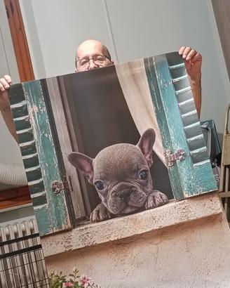 bulldog francese 