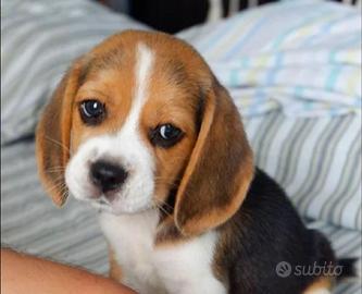 Cuccioli Beagle
