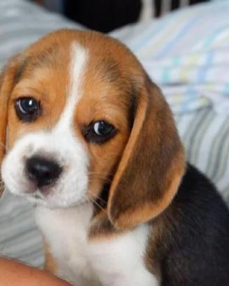 Cuccioli Beagle